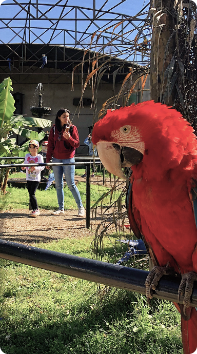 Zoo das Aves